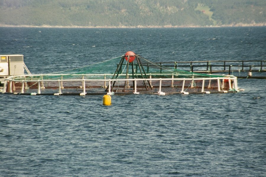 2003061227 vestnes zalm